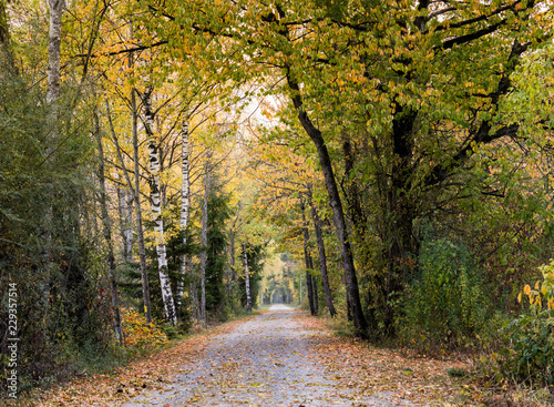 long gravel path leading through a canopy of fall foliage color forest © makasana photo