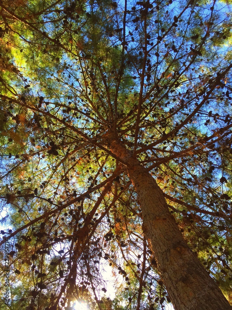 tree trunk with green leaves in the blue sky in the garden