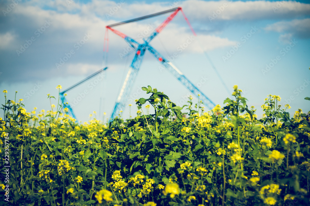 Rapsblüte im Herbst Rapsblüte im Herbst