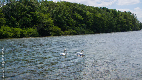 Schwäne auf dem Plöner See © Christoph_Kinzel