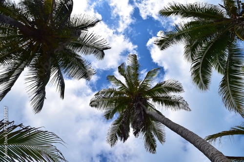 A palm tree filled sky