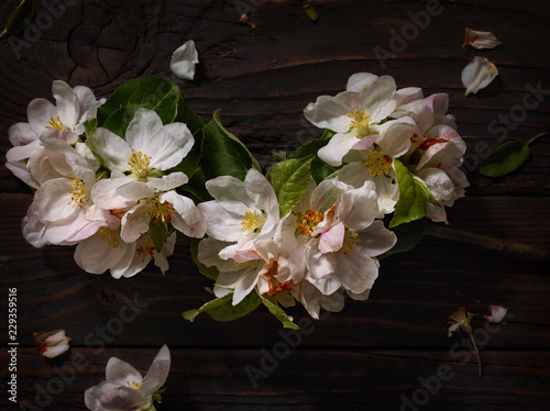 Pale pink blossoms on wooden board photo