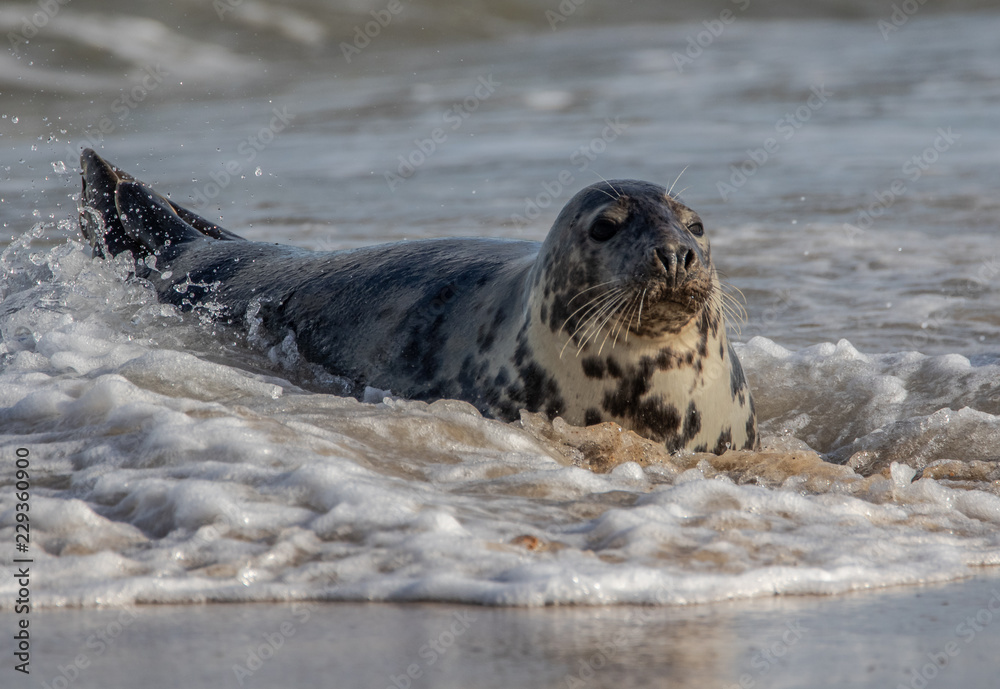 Obraz premium Grey seal halichoerus grypus in sea