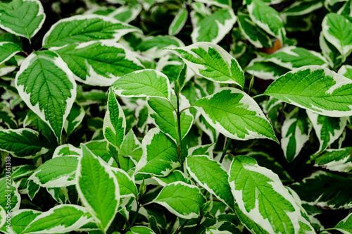 Wallpaper Mural Photo of green leaves Torontodigital.ca