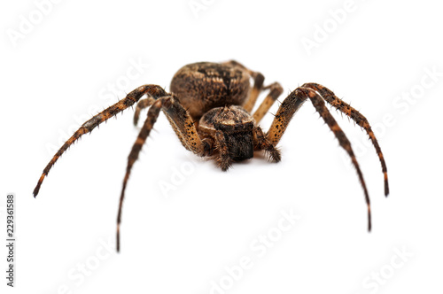cross spider isolated on white