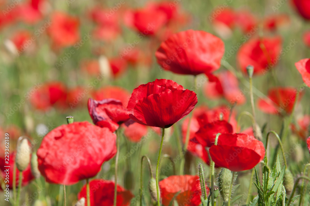 Obraz premium red poppies in a field