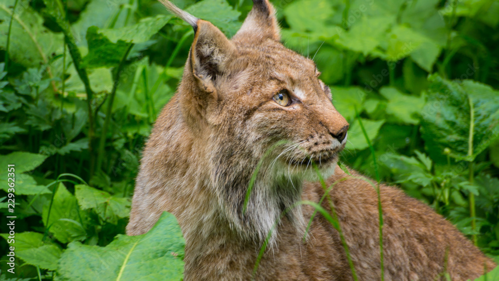 Obraz premium Wild Katze