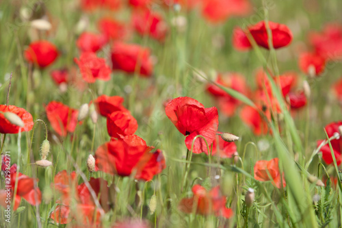 red poppies in a field © Stefan