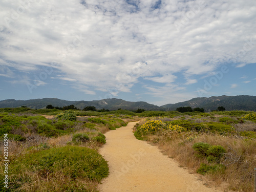 Ano Nuevo State Park  by Santa Cruz  California  USA