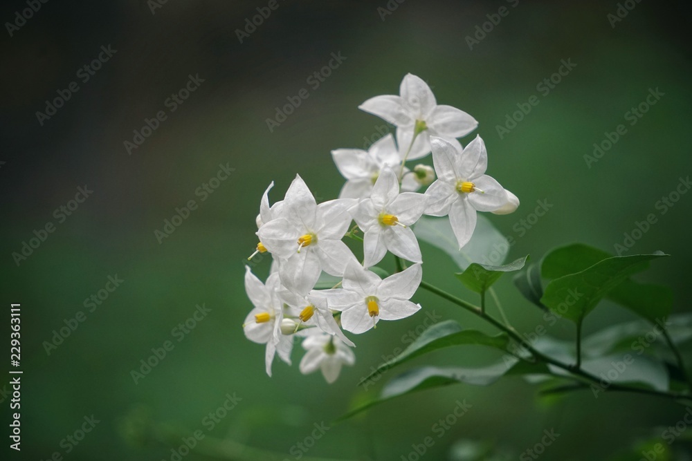 beautiful white flowers beautiful white flowers