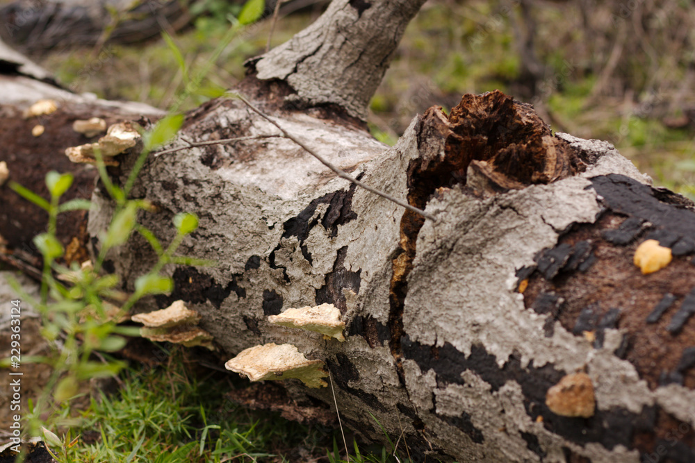 Fallen tree with growing mushrooms