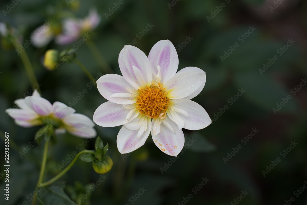flower flower