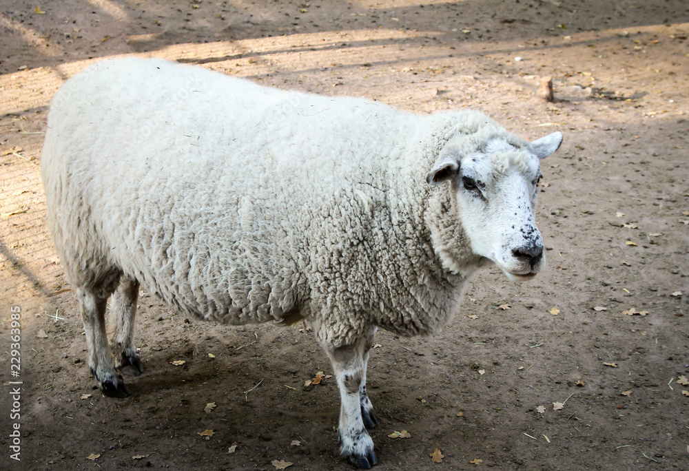 Schaf, Schafbock Schaf, Schafbock