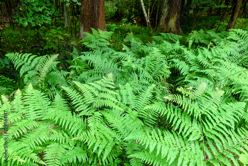 green and lush fern in the forest
