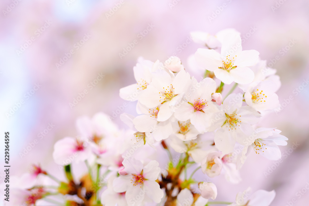 花物語 花物語