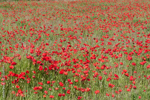 poppy field of red poppies