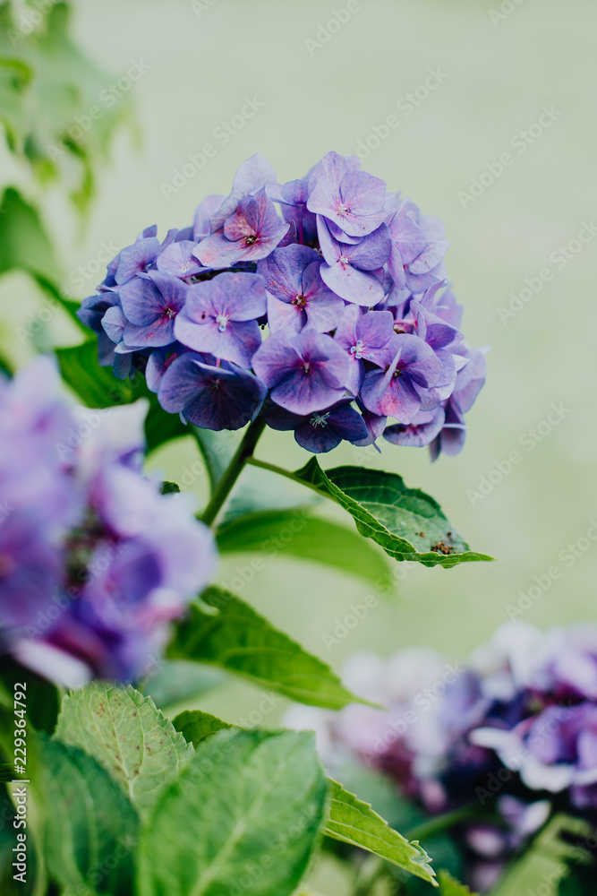 Hortensias Hortensias