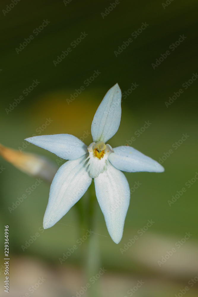 White flower White flower