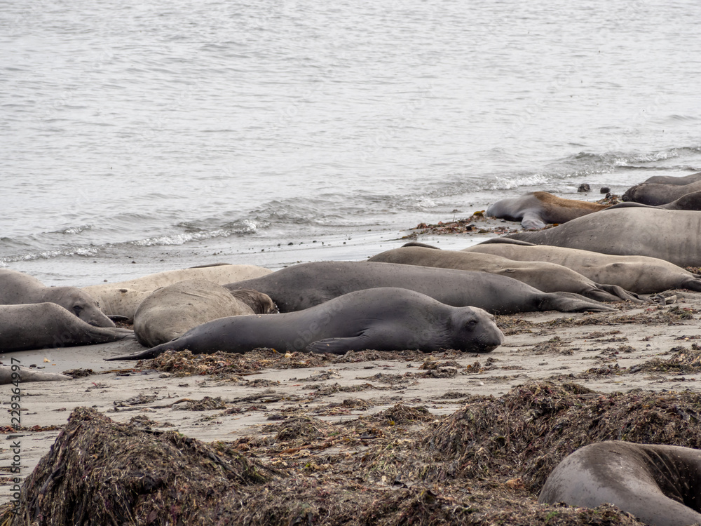 Fototapeta premium Elephant seals at the Ano Nuevo State Park, by Santa Cruz, California, USA