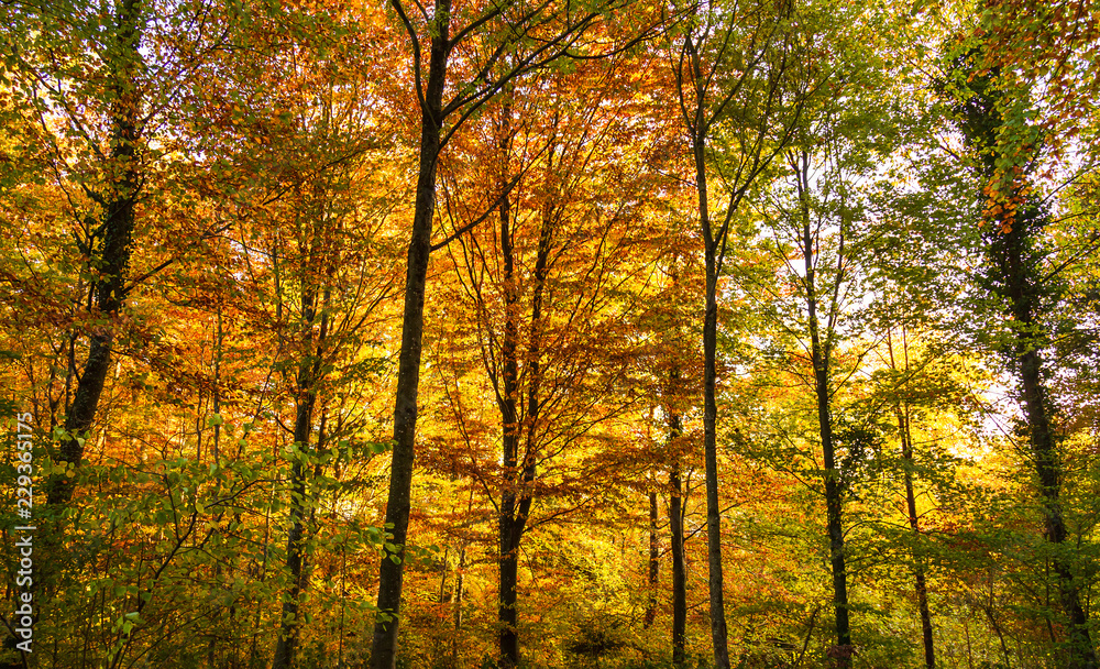 Nature. Forest. Autumn. Landscape. Trees.