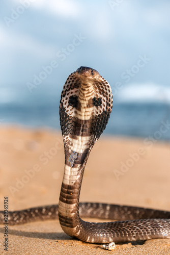 live poisonous king cobra photo