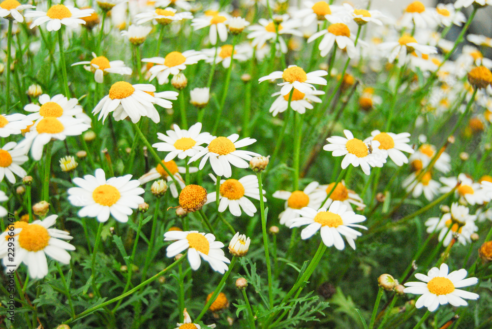 Green and flowery meadow with many daisies