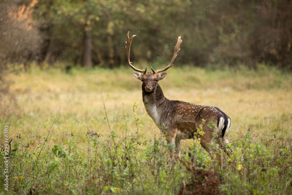 Beautiful fallow deer male (dama dama) in autumn meadow. Beautiful fallow deer male (dama dama) in autumn meadow.