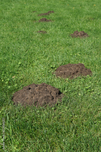 row of molehills with shallow depth of field