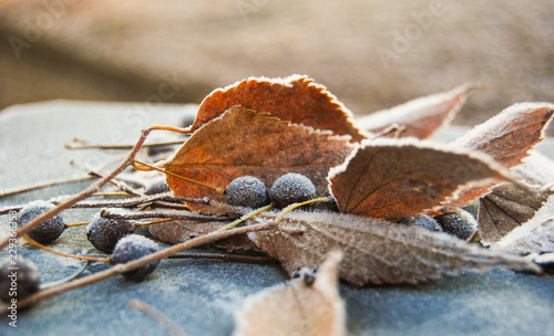Group of brown leaves and black seeds of frozen hackberry photo