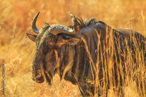 Closeup of Wildebeest, Connochaetes Gnou, standing in the savannah, Pilanesberg National Park, South Africa. Dry season. The Gnu is a genus of antelopes of the family Bovidae. Side view.
