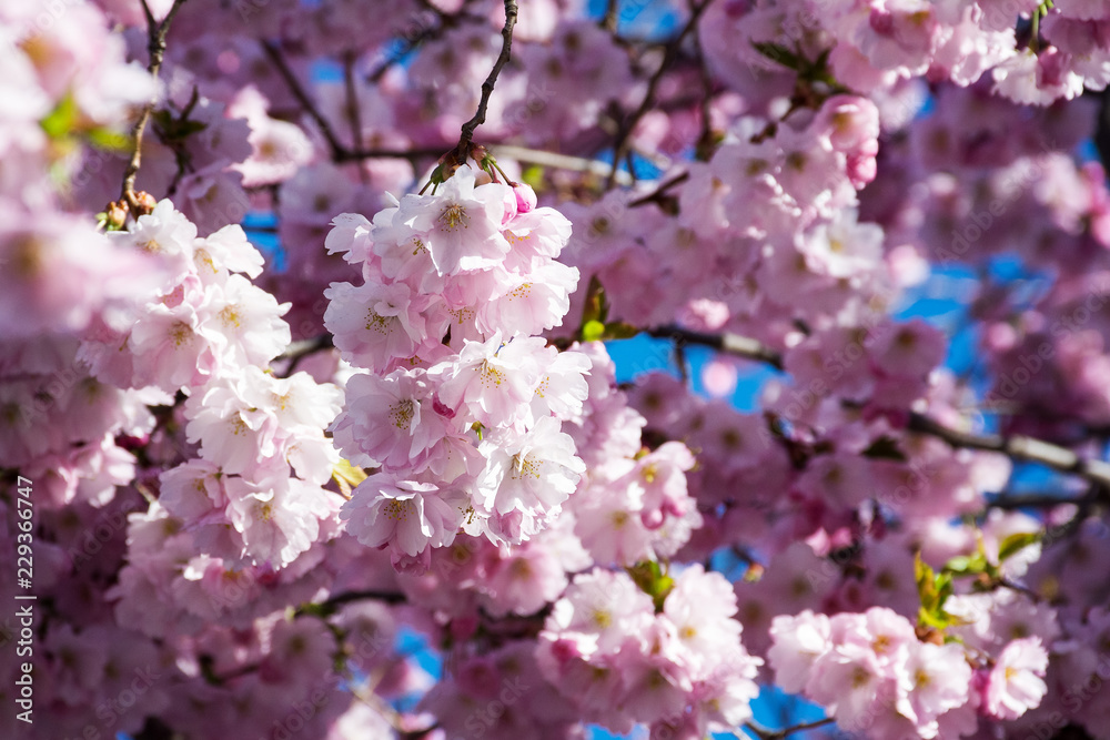 beautiful blooming sakura. 