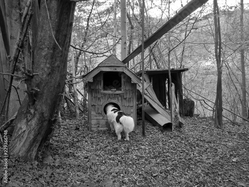 Curious Dog . Strange Kennel photo