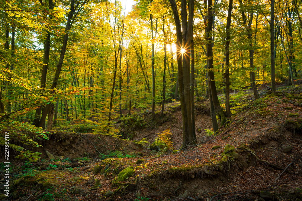 Colorful stunning autumn forest landscape in October