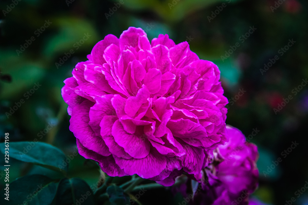 Closeup purple flower on dark background