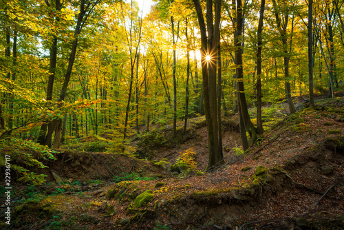 Colorful stunning autumn forest landscape in October