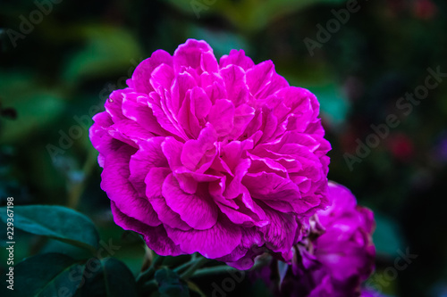 Closeup purple flower on dark background