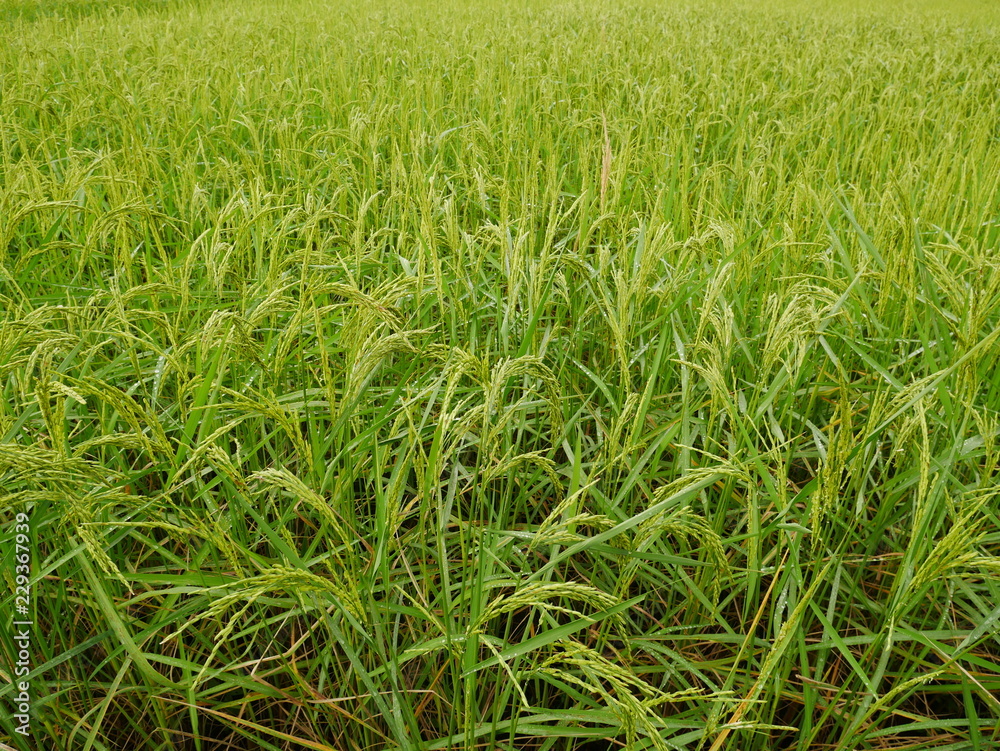 Nature green wheat field,rice farm in Asia countryside Nature green wheat field,rice farm in Asia countryside