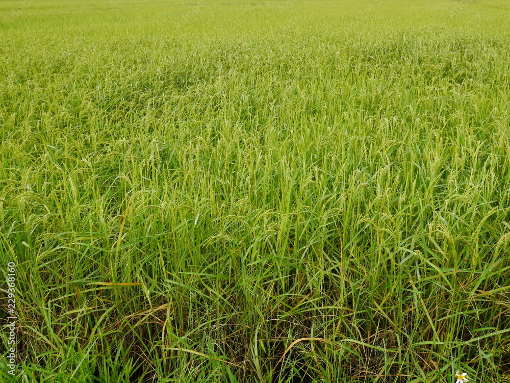 Organic rice field in thailand,Asia nature farm Organic rice field in thailand,Asia nature farm