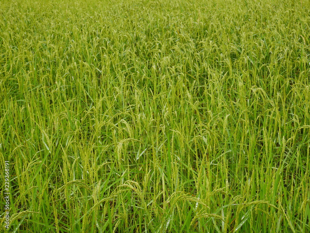Organic rice field in thailand,Asia nature farm Organic rice field in thailand,Asia nature farm