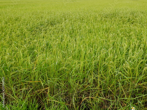 Organic rice field in thailand,Asia nature farm