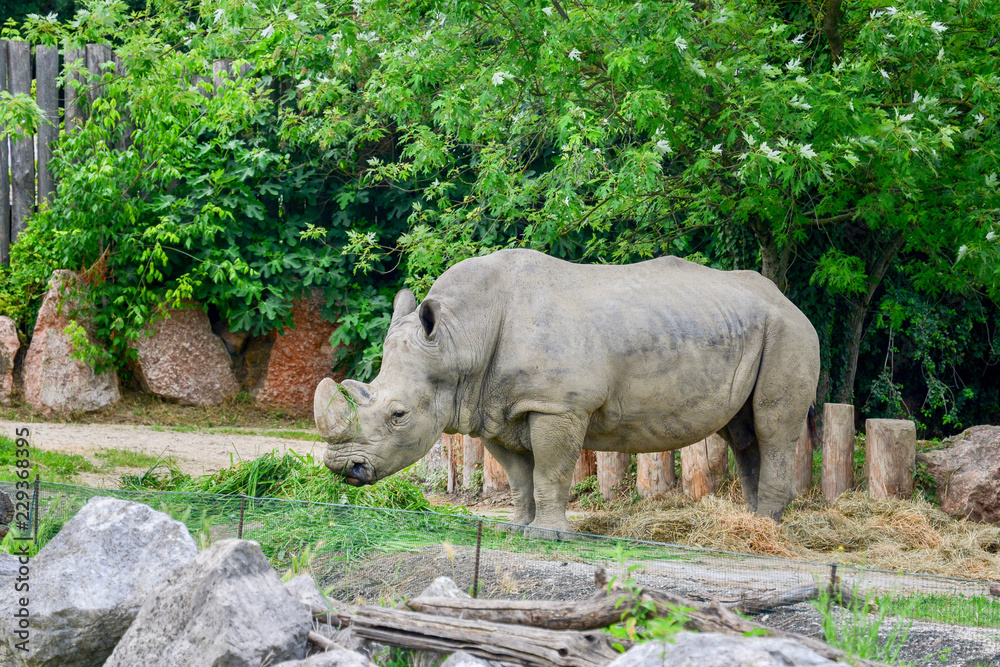 Naklejka premium Rhinoceros in zoo