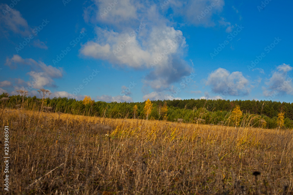 Fototapeta premium Autumn landscape. Field and forest