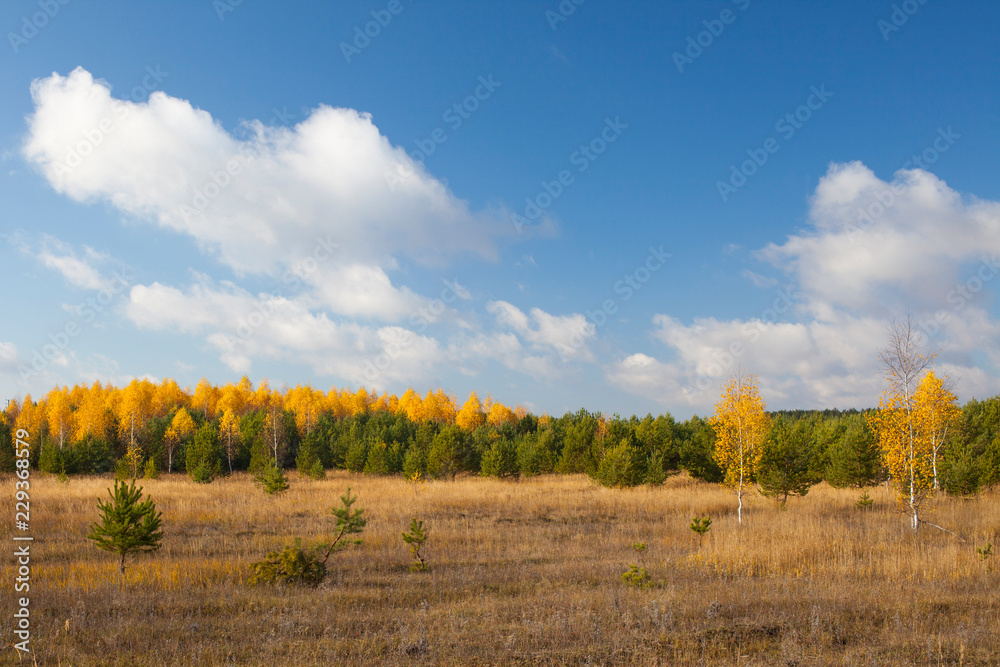 Autumn landscape. Field and forest Autumn landscape. Field and forest