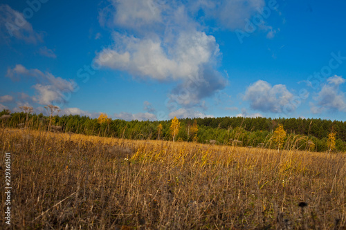 Autumn landscape. Field and forest