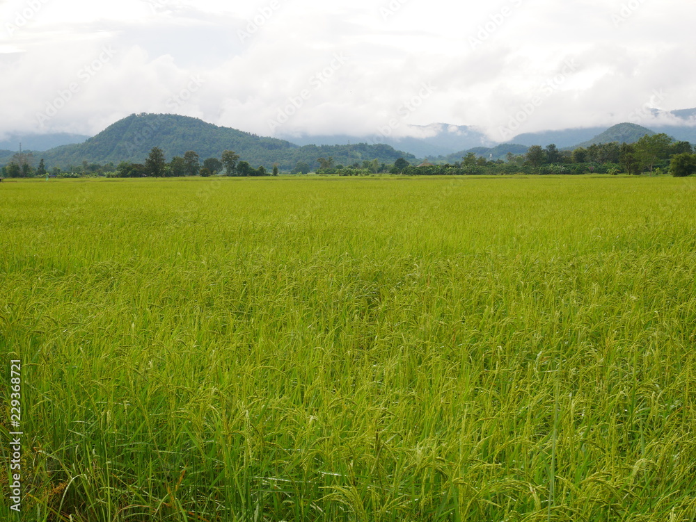 green wheat field,rice farm in Asia countryside