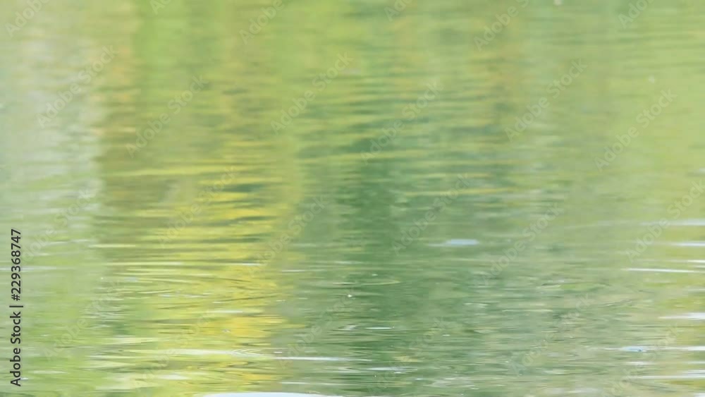 Portrait of a duck in a lake Portrait of a duck in a lake