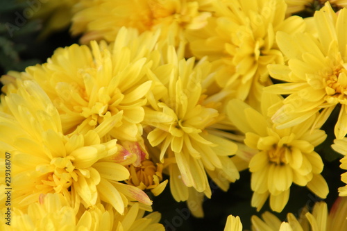 yellow flowers macro © Dusko