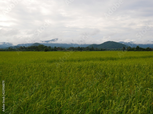 green field and blue sky