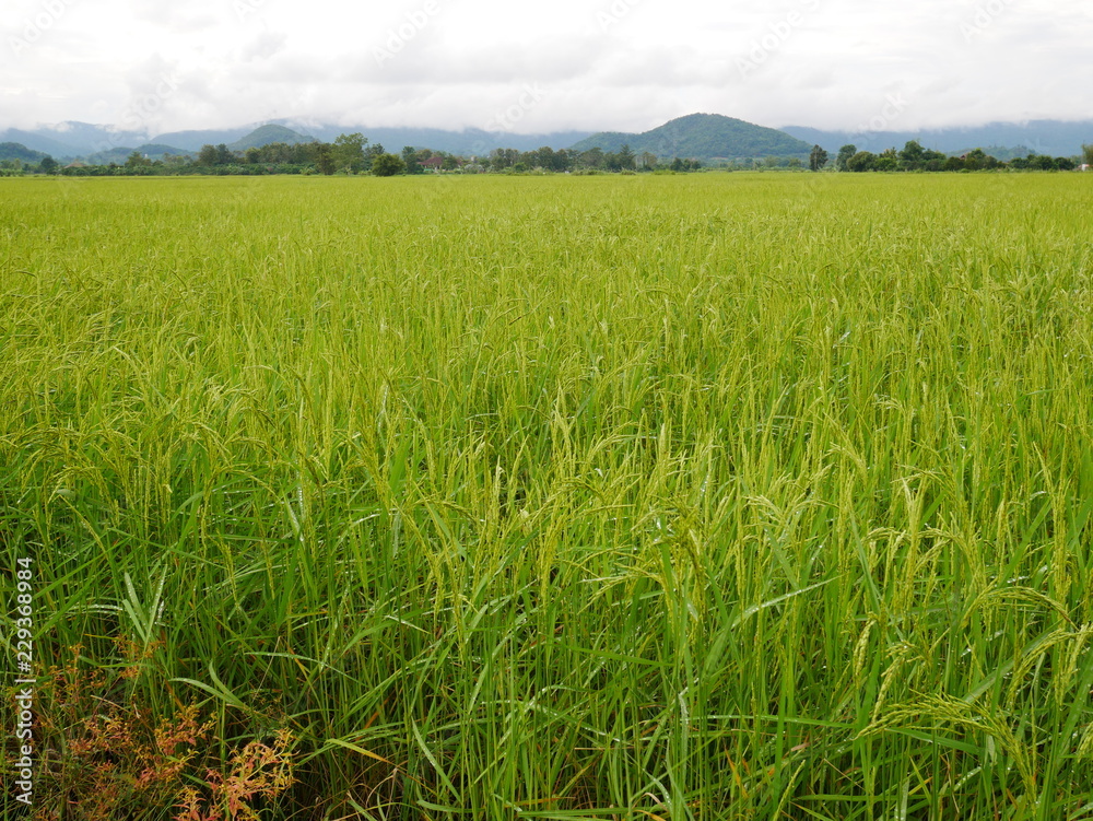 green wheat field,rice farm in Asia countryside