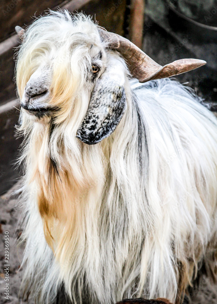 Portrait einer Ziege Portrait einer Ziege